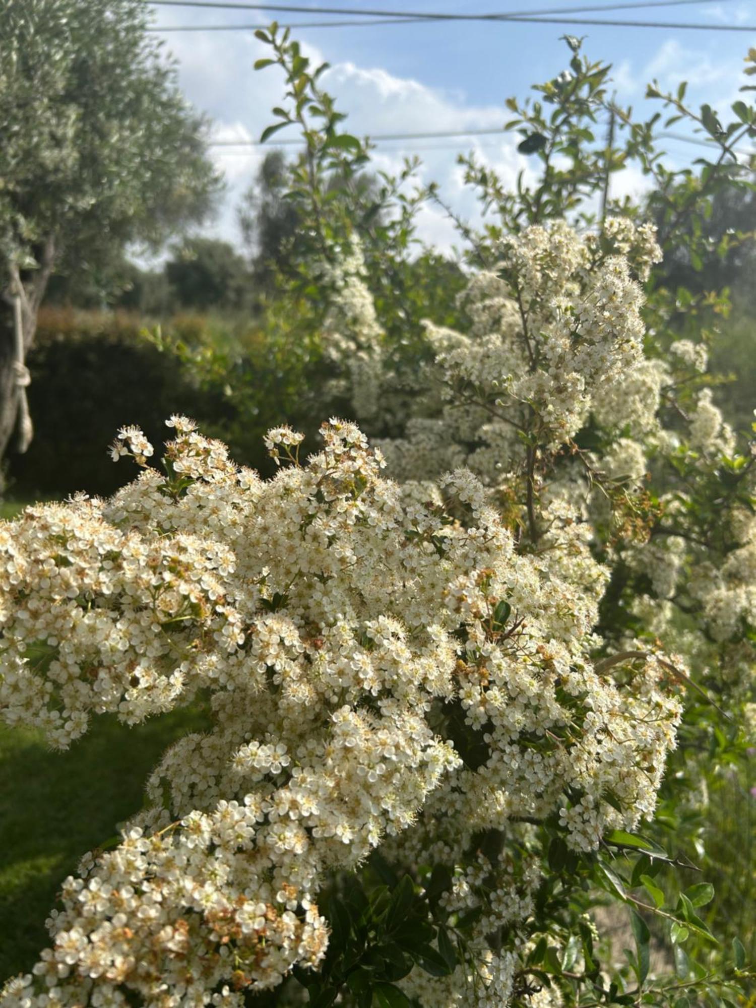 Alto Giardino Appartement Zambrone Buitenkant foto